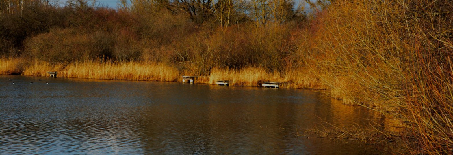 ASV Forelle e.V. Title Image